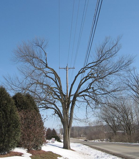 Bare tree tangled in utility lines
