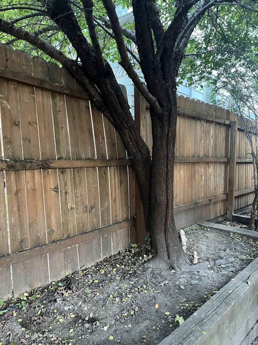 Tree against a fence