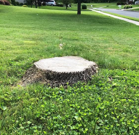 Stump in a lawn