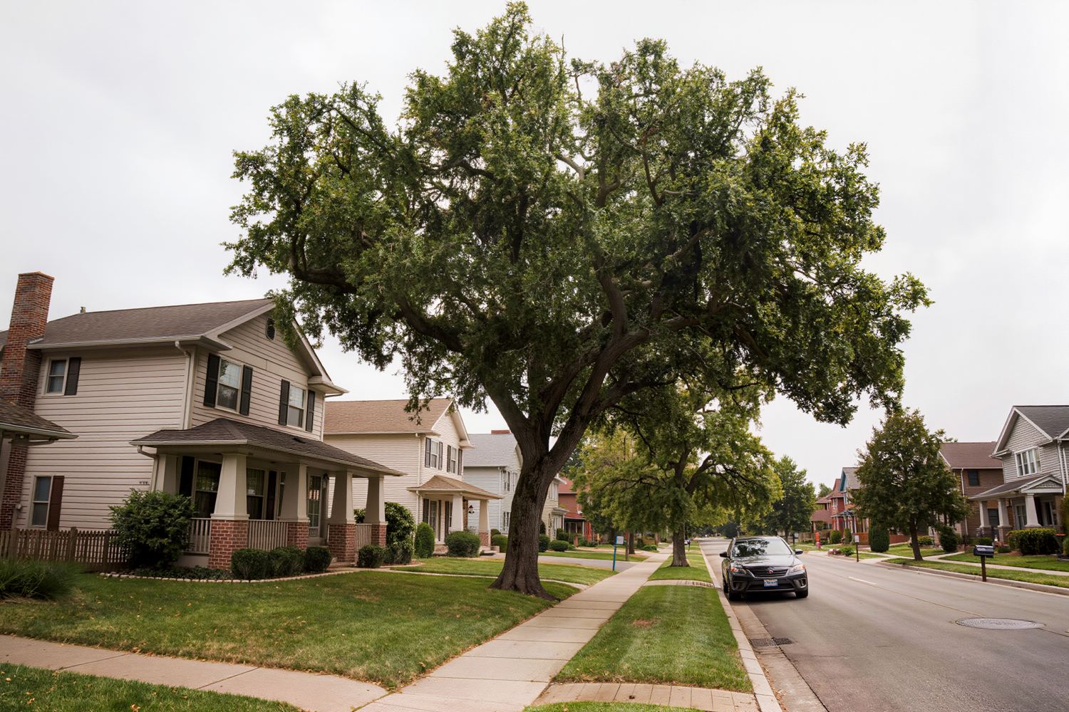 Customer photo of a large oak in a front yard